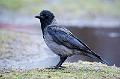 Kråke - Hooded Crow (Corvus cornix)